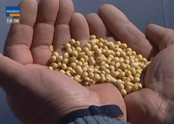 Gentechnisch veränderte Soja-Ernte in Argentinien