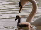 schwan_pb_9767494_135